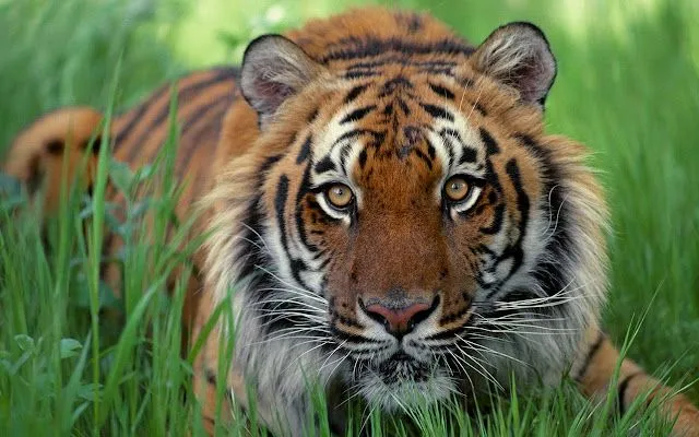 Grandes Felinos - Taringa!
