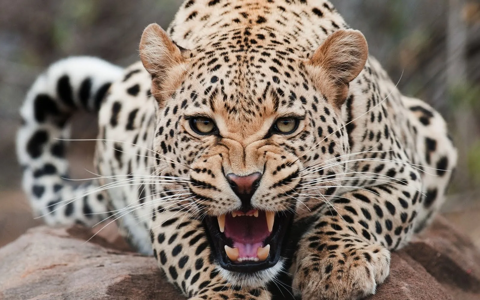 Otra tanda de fondos para escritorio de animales en HD | ViRoCu Otra tanda de fondos para escritorio de animales en HD | ViRoCu