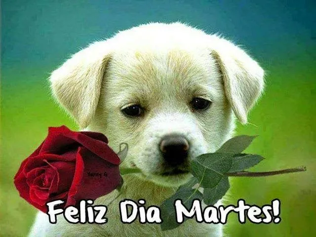 Felíz y bendecido martes con lindas flores - Imágenes de facebook ... Felíz y bendecido martes con lindas flores - Imágenes de facebook ...