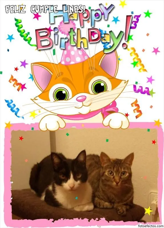 FELIZ CUMPLE LINES! - EL MARAVILLOSO MUNDO DE LOS GATOS - Gabitos