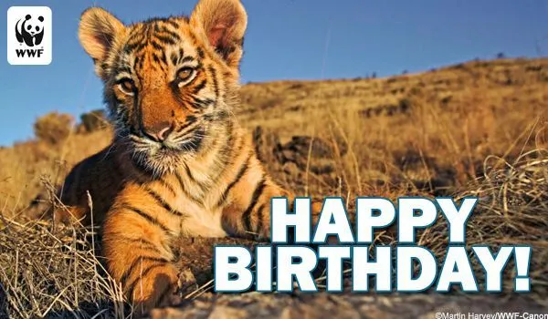Feliz cumpleaños cachorro de tigre | Defensa de la Madre ... Feliz cumpleaños cachorro de tigre | Defensa de la Madre ...