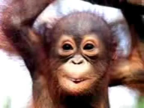 Feliz cumpleaños! Cantado por mico! - YouTube Feliz cumpleaños! Cantado por mico! - YouTube