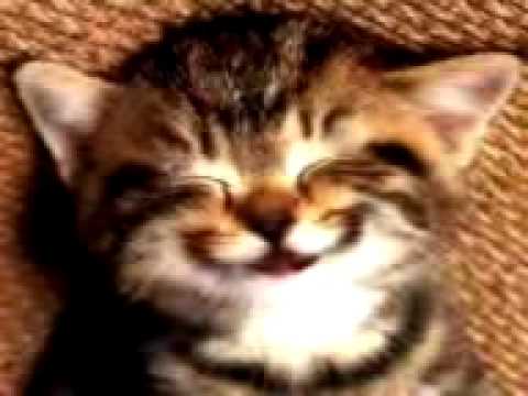 feliz cumpleaños de parte mia y de mi compañero el gato animado ... feliz cumpleaños de parte mia y de mi compañero el gato animado ...