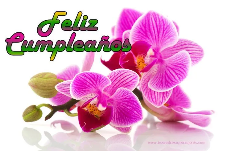 feliz-cumpleaños-orquideas-reflejo | ŦĔĹĨŹ ČÚМРĹĔÁŃŐŚ | Pinterest feliz-cumpleaños-orquideas-reflejo | ŦĔĹĨŹ ČÚМРĹĔÁŃŐŚ | Pinterest