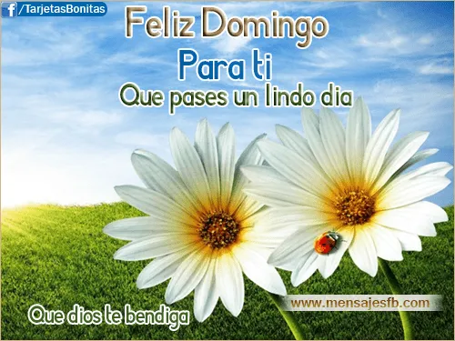 Feliz domingo - Mensajes Bonitos de Amor para Facebook