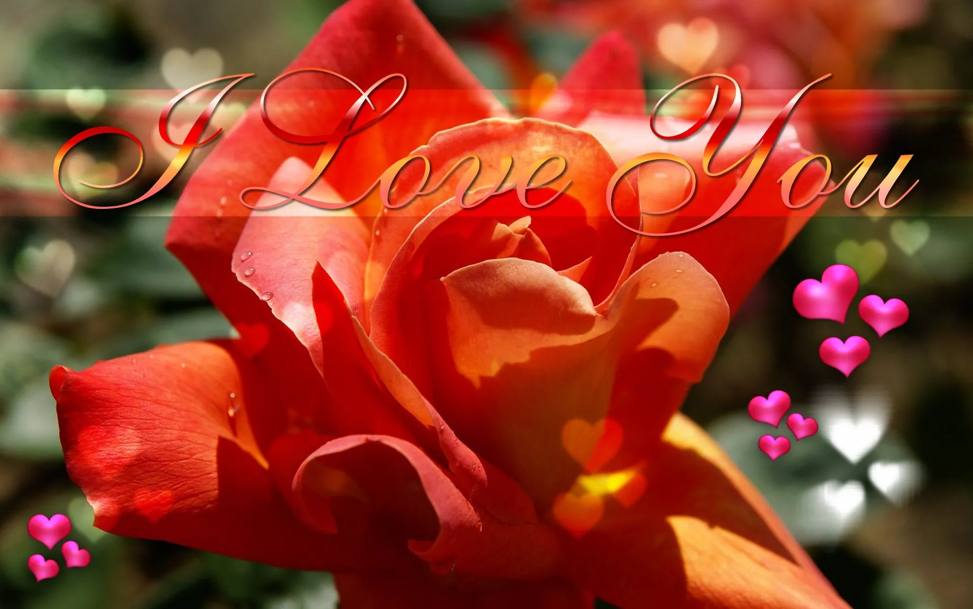 fotos de rosas