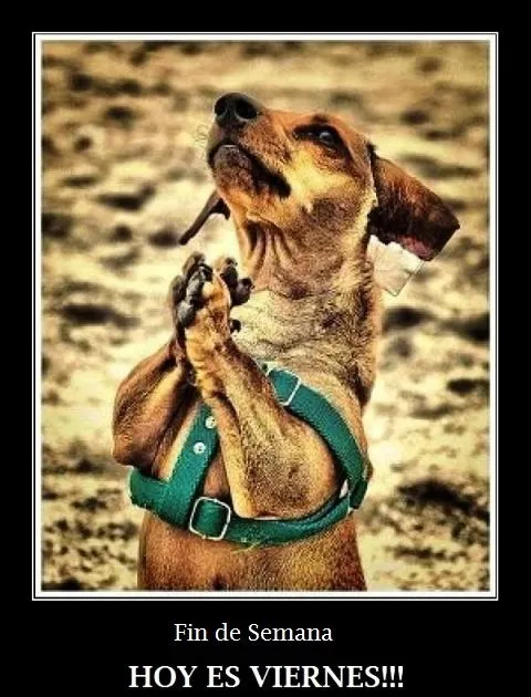 feliz viernes imagenes chistosas