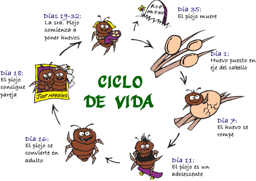 Fémina En Construcción: ¡Piojos! (Pediculosis)