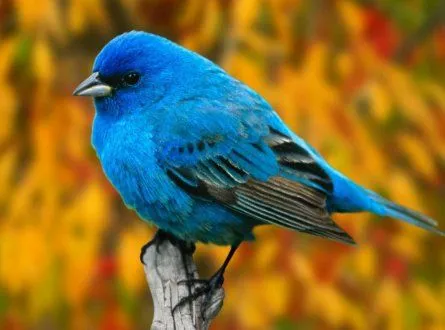 FENG SHUI. SEÑALES PROCEDENTES DE LAS AVES En el