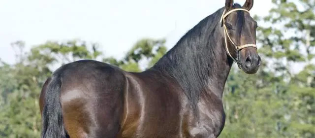 Feria equina en Medellín para disfrutar con paso fino este fin de ... Feria equina en Medellín para disfrutar con paso fino este fin de ...