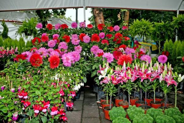 La Feria de las Flores de San Ángel | Como en el tianguis La Feria de las Flores de San Ángel | Como en el tianguis
