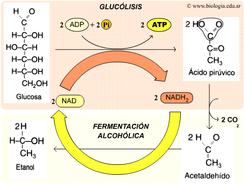 Fermentación