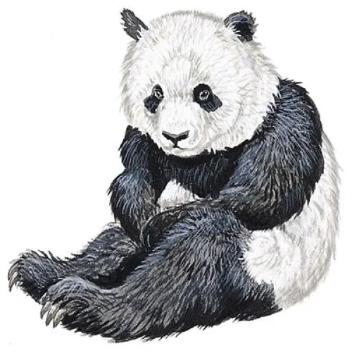 Fernando Peña - Producción de Imágenes 1: enero 2012