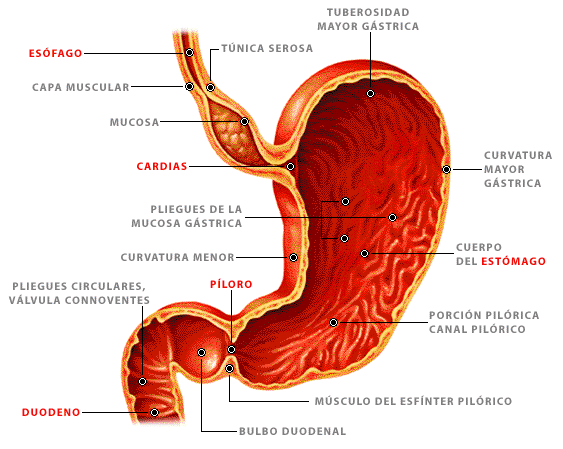 Estomago y sus partes - Imagui