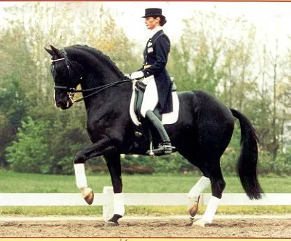 FERRO (KWPN) | Globalcaballos