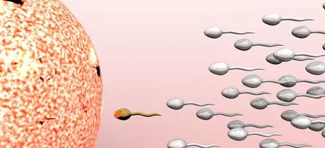 La fertilización y la concepción de un bebé: así se produce