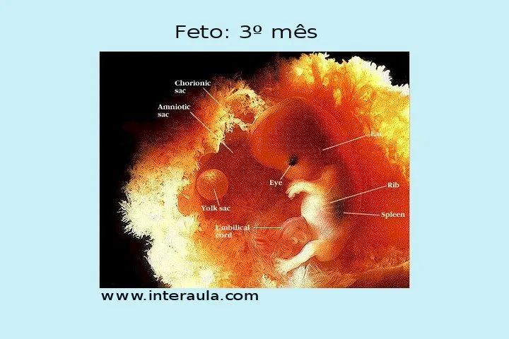feto | Amor de Mãe