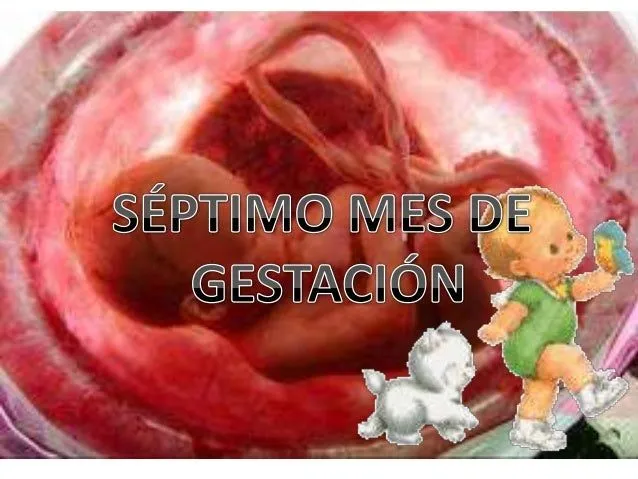 Feto de 7 meses