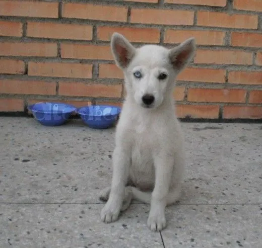 Ficha de Alaska (Un perro de Pantonio) | Perros.com Ficha de Alaska (Un perro de Pantonio) | Perros.com