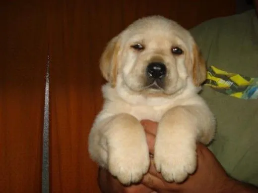 Ficha de albito (Un perro de margocitalbita) | Perros.com