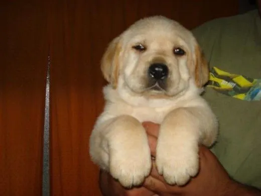 Ficha de albito (Un perro de margocitalbita) | Perros.com Ficha de albito (Un perro de margocitalbita) | Perros.com