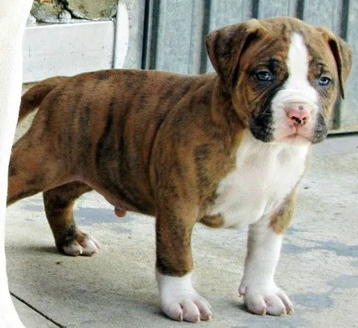 Ficha de Anuk (Un perro de IñigoLodosa) | Perros.com Ficha de Anuk (Un perro de IñigoLodosa) | Perros.com