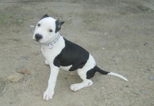 Raza de perros pitbull stanford - Imagui