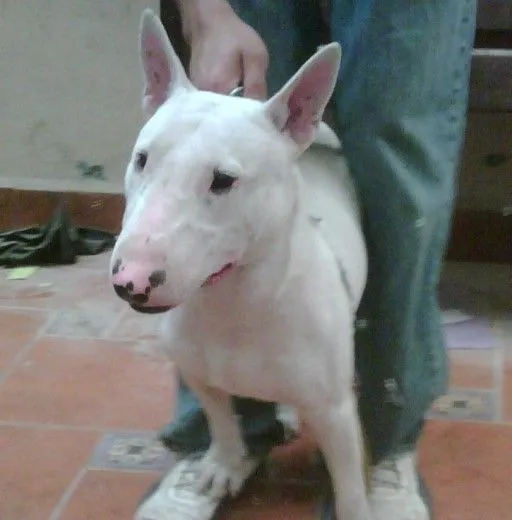 Ficha de chato (Un perro de eder93) | Perros.com Ficha de chato (Un perro de eder93) | Perros.com