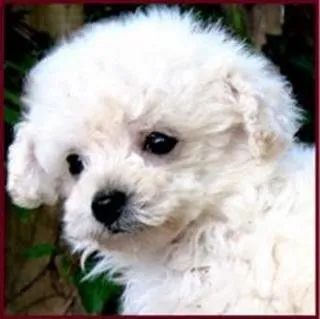 Bebés poodle - Imagui