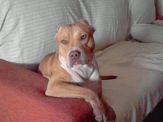 Nombres para perritas pitbull - Imagui
