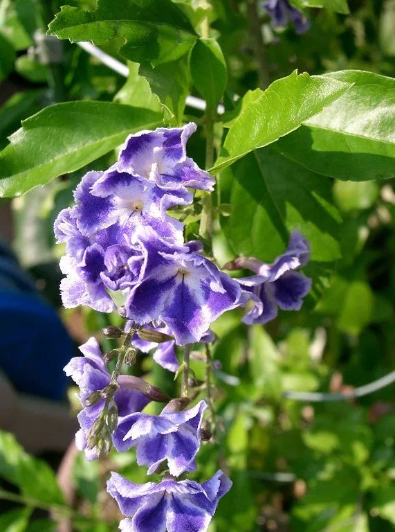 Ficha de la duranta repens | Cuidar de tus plantas es facilisimo.com Ficha de la duranta repens | Cuidar de tus plantas es facilisimo.com