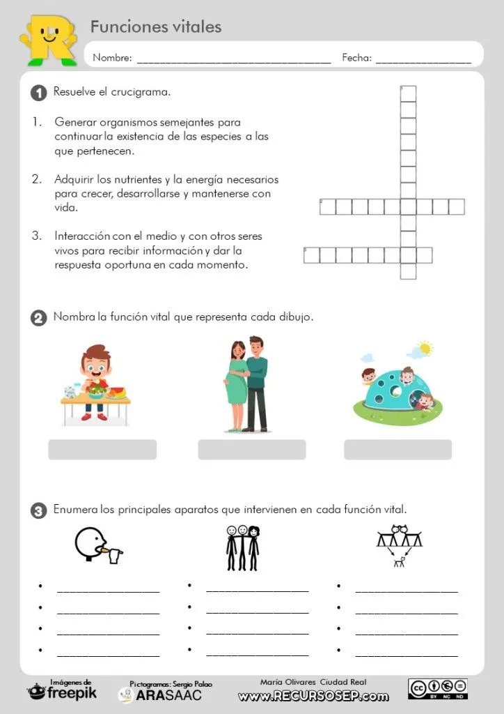 Ficha de ejercicios: Las funciones vitales