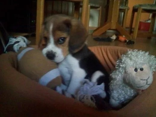 Imajen de gufi - Imagui