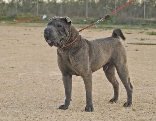 Ficha de Lonely Oak Sauron the Best in Blue (Un perro de ...