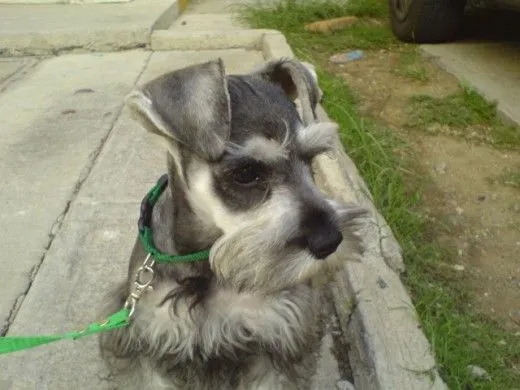 Ficha de Mistico (Un perro de ChitoyMistico) | Perros.com Ficha de Mistico (Un perro de ChitoyMistico) | Perros.com