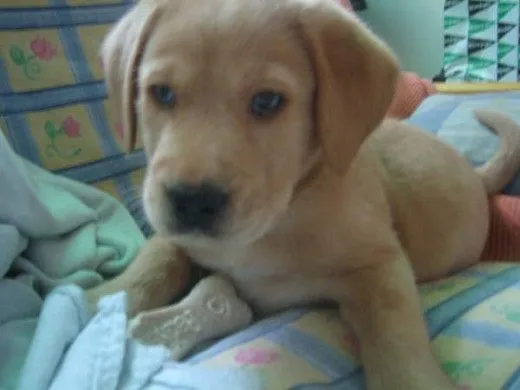 Ficha de NEY (Un perro de minhinha) | Perros.com