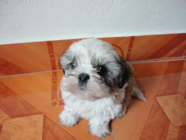 Ficha de los perros de raza Chitzu (Shih-Tzu) | Diario Animales Ficha de los perros de raza Chitzu (Shih-Tzu) | Diario Animales
