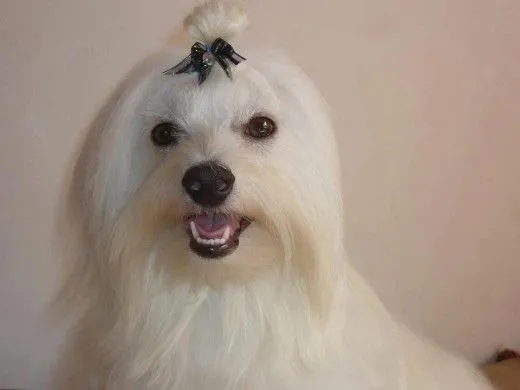 Ficha de PERRY (Un perro de perrymaltes) | Perros.com Ficha de PERRY (Un perro de perrymaltes) | Perros.com