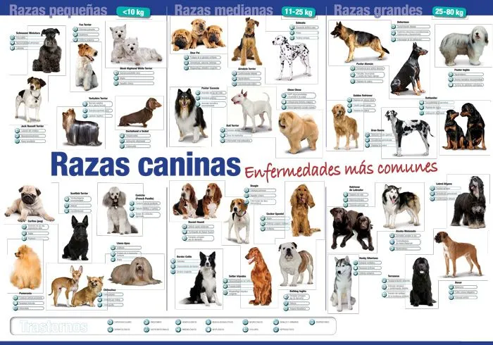 Razas de animales - Imagui