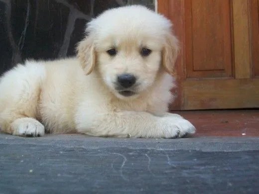 Ficha de Sam (Un perro de cocosis) | Perros.com Ficha de Sam (Un perro de cocosis) | Perros.com