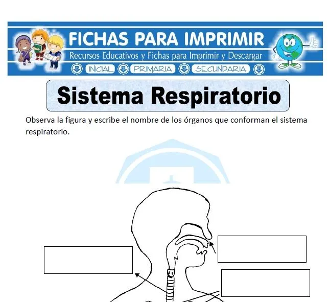 Ficha de Sistema Respiratorio para Primaria - Fichas para Imprimir Ficha de Sistema Respiratorio para Primaria - Fichas para Imprimir