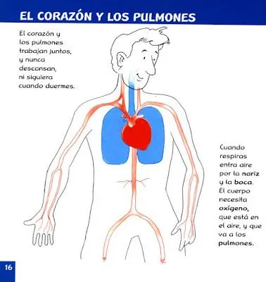 FICHAS DE ANATOMÍA HUMANA - EL CORAZÓN Y LOS PULMONES. : FICHAS ... FICHAS DE ANATOMÍA HUMANA - EL CORAZÓN Y LOS PULMONES. : FICHAS ...