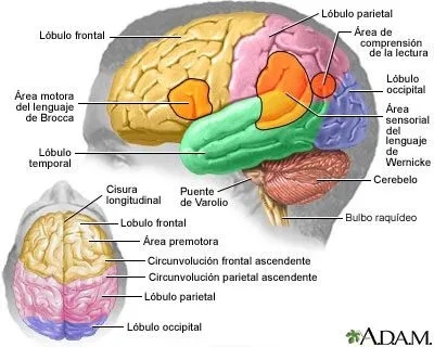 FICHAS DE ANATOMIA HUMANA - LAS PARTES DEL CEREBRO : FICHAS PARA NIÑOS FICHAS DE ANATOMIA HUMANA - LAS PARTES DEL CEREBRO : FICHAS PARA NIÑOS