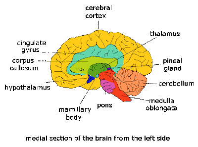FICHAS DE ANATOMIA HUMANA - LAS PARTES DEL CEREBRO : FICHAS PARA NIÑOS FICHAS DE ANATOMIA HUMANA - LAS PARTES DEL CEREBRO : FICHAS PARA NIÑOS