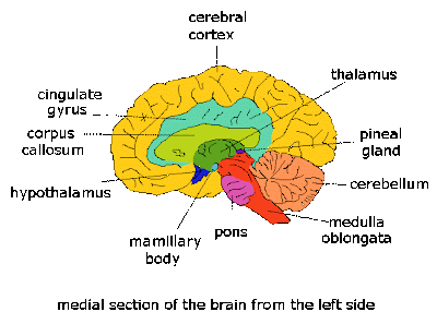 FICHAS DE ANATOMIA HUMANA - LAS PARTES DEL CEREBRO : FICHAS PARA NIÑOS