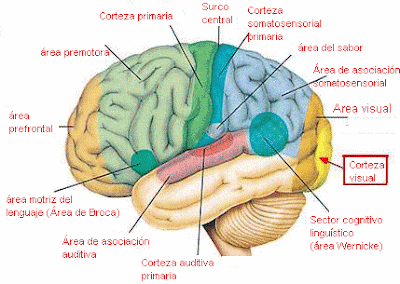 FICHAS DE ANATOMIA HUMANA - LAS PARTES DEL CEREBRO : FICHAS PARA NIÑOS