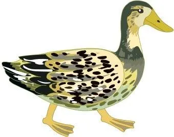 Dibujos de patos a color - Imagui