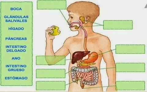 Aparato digestivo digestivo para niños de inicial - Imagui