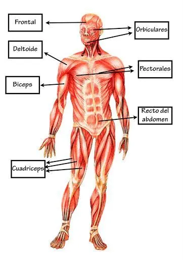 Con estas fichas del aparato locomotor humano, el alumno podrá ... Con estas fichas del aparato locomotor humano, el alumno podrá ...