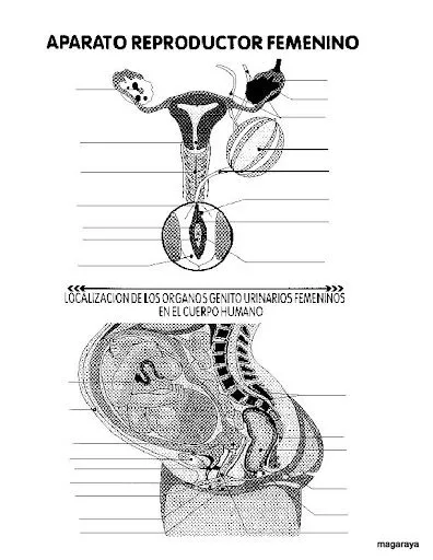 FICHAS APARATO REPRODUCTOR CON Y SIN NOMBRES PARA IMPRIMIR